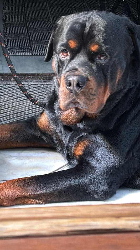 A Home Made with Love—for You and Your Pets